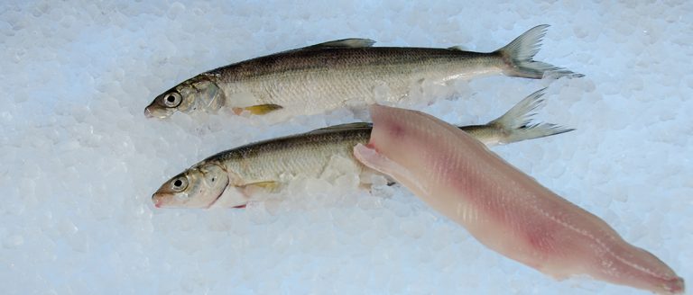 Bodensee-Felchen - Fischmarkt E. Koch GmbH